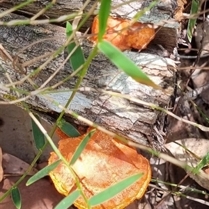 Trametes coccinea at Copmanhurst, NSW - suppressed