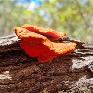 Trametes coccinea at Copmanhurst, NSW - suppressed