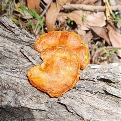 Trametes coccinea at Copmanhurst, NSW - suppressed