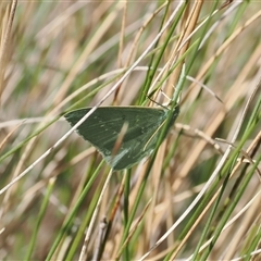 Maxates calaina (Neat-angled Emerald) at Cotter River, ACT - 12 Feb 2025 by RAllen