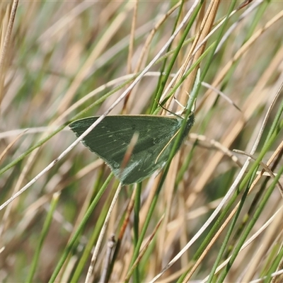 Maxates calaina (Neat-angled Emerald) at Cotter River, ACT - 12 Feb 2025 by RAllen