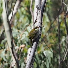 Melithreptus lunatus (White-naped Honeyeater) at Cotter River, ACT - 12 Feb 2025 by RAllen