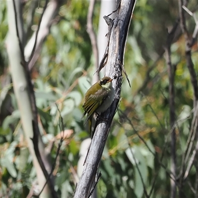 Melithreptus lunatus (White-naped Honeyeater) at Cotter River, ACT - 12 Feb 2025 by RAllen