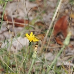 Dispar compacta (Barred Skipper) at Cotter River, ACT - 12 Feb 2025 by RAllen