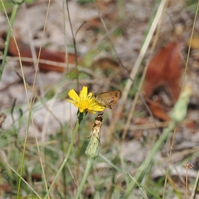 Dispar compacta (Barred Skipper) at Cotter River, ACT - 12 Feb 2025 by RAllen