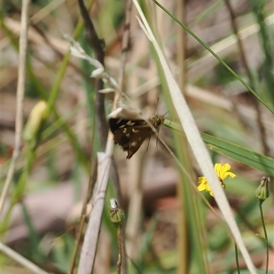 Dispar compacta (Barred Skipper) at Cotter River, ACT - 12 Feb 2025 by RAllen