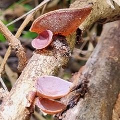 Unidentified Fungus by MazzV