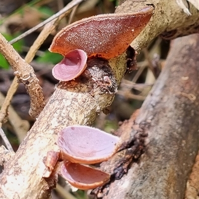 Unidentified Fungus by MazzV