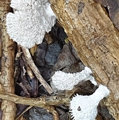 Schizophyllum commune (Split Gill Fungus) at Copmanhurst, NSW - 19 Jan 2025 by MazzV