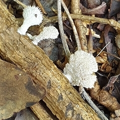 Schizophyllum commune at Copmanhurst, NSW - suppressed