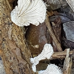 Schizophyllum commune at Copmanhurst, NSW - suppressed