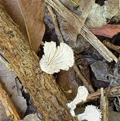 Schizophyllum commune at Copmanhurst, NSW - suppressed