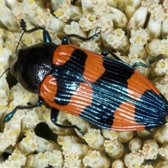 Castiarina thomsoni (A jewel beetle) at Thredbo, NSW - 15 Feb 2025 by jb2602