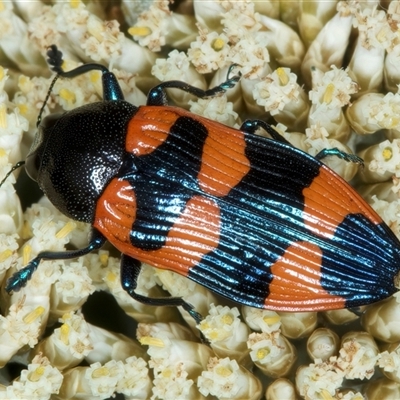 Castiarina thomsoni (A jewel beetle) at Thredbo, NSW - 15 Feb 2025 by jb2602