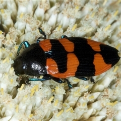 Castiarina thomsoni at Thredbo, NSW - 15 Feb 2025 10:05 AM