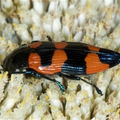 Castiarina thomsoni at Thredbo, NSW - 15 Feb 2025 10:05 AM