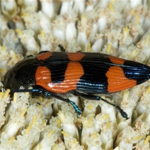 Castiarina thomsoni at Thredbo, NSW - 15 Feb 2025 10:05 AM