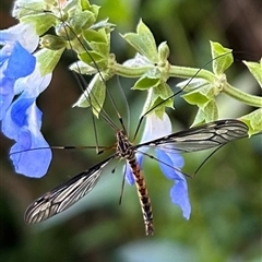 Ptilogyna sp. (genus) (A crane fly) at Braidwood, NSW - Yesterday by stellabellaxx