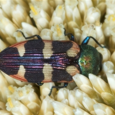 Castiarina sexplagiata (Jewel beetle) at Thredbo, NSW - 15 Feb 2025 by jb2602