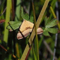 Anachloris subochraria (Golden Grass Carpet) at Tharwa, ACT - 1 Feb 2025 by RAllen