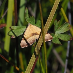 Anachloris subochraria at Tharwa, ACT - 1 Feb 2025 11:25 AM