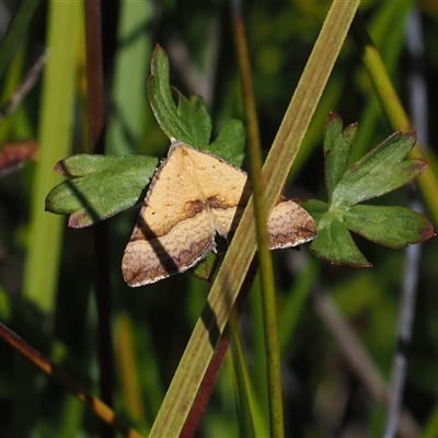 Anachloris subochraria (Golden Grass Carpet) at Tharwa, ACT - 1 Feb 2025 by RAllen