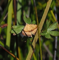 Anachloris subochraria at Tharwa, ACT - 1 Feb 2025 11:25 AM