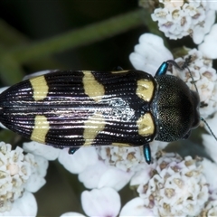 Castiarina australasiae (A jewel beetle) at Thredbo, NSW - 15 Feb 2025 by jb2602