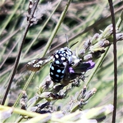 Thyreus caeruleopunctatus (Chequered cuckoo bee) at Karabar, NSW - 16 Feb 2025 by NathanaelC