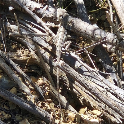 Amphibolurus muricatus (Jacky Lizard) at Karabar, NSW - 16 Feb 2025 by NathanaelC