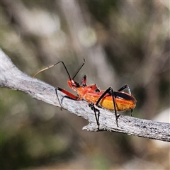 Gminatus australis (Orange assassin bug) at Karabar, NSW - 16 Feb 2025 by NathanaelC