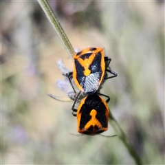 Agonoscelis rutila (Horehound bug) at Karabar, NSW - 16 Feb 2025 by NathanaelC