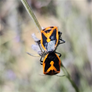 Agonoscelis rutila (Horehound bug) at Karabar, NSW - Today by NathanaelC