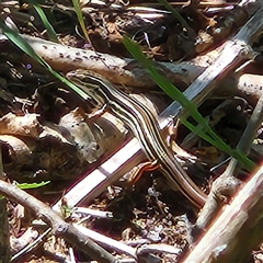 Ctenotus taeniolatus (Copper-tailed Skink) at Karabar, NSW - 16 Feb 2025 by NathanaelC