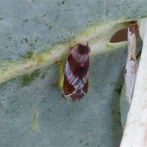 Rosopaella cuprea (A leafhopper) at West Hobart, TAS - 16 Feb 2025 by VanessaC