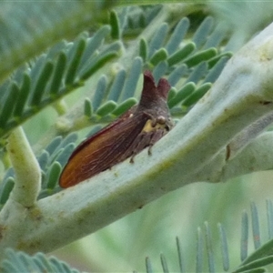 Unidentified Leafhopper or planthopper (Hemiptera, several families) at West Hobart, TAS - 16 Feb 2025 by VanessaC