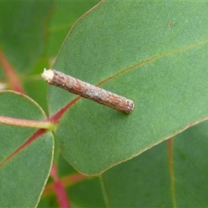 Hemibela (genus) (A Concealer moth) at West Hobart, TAS - Today by VanessaC