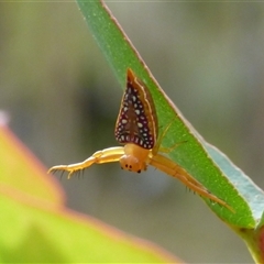 Arkys walckenaeri (Triangle spider) at West Hobart, TAS - 16 Feb 2025 by VanessaC