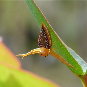 Arkys walckenaeri (Triangle spider) at West Hobart, TAS - Yesterday by VanessaC