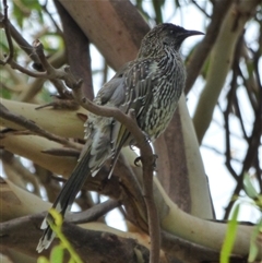 Anthochaera chrysoptera (Little Wattlebird) at Marion Bay, TAS - 14 Feb 2025 by VanessaC