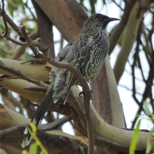 Anthochaera chrysoptera (Little Wattlebird) at Marion Bay, TAS - 14 Feb 2025 by VanessaC