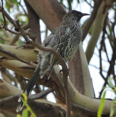 Anthochaera chrysoptera (Little Wattlebird) at Marion Bay, TAS - 14 Feb 2025 by VanessaC