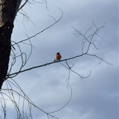 Petroica boodang (Scarlet Robin) at Bungendore, NSW - Today by clarehoneydove