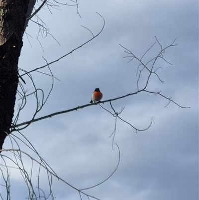 Petroica boodang (Scarlet Robin) at Bungendore, NSW - 16 Feb 2025 by clarehoneydove