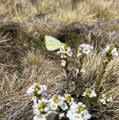 Pieris rapae (Cabbage White) at Cabramurra, NSW - 3 Dec 2022 by RangerRiley