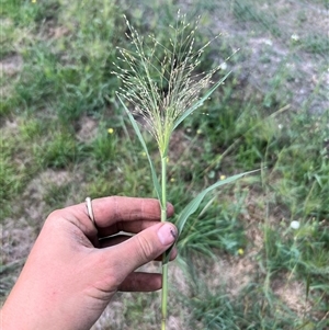 Panicum hillmanii (Hillman's Panic Grass) at Kenny, ACT - Today by RangerRiley