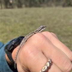 Pogona barbata (Eastern Bearded Dragon) at Kenny, ACT - 16 Feb 2025 by RangerRiley