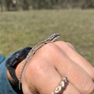 Amphibolurus muricatus at Kenny, ACT - Today by RangerRiley