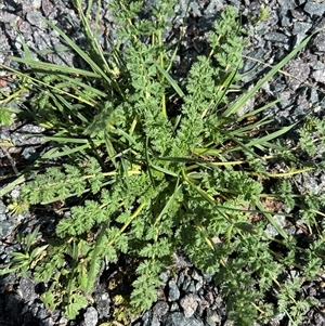 Erodium cicutarium (Common Storksbill, Common Crowfoot) at Kenny, ACT - Yesterday by RangerRiley