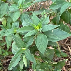 Mirabilis jalapa (Four O'clock Plant or Marvel of Peru) at Throsby, ACT - 6 Feb 2025 by RangerRiley